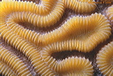 uw0086u