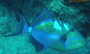 uwfish4