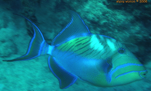 uwfish4.jpg